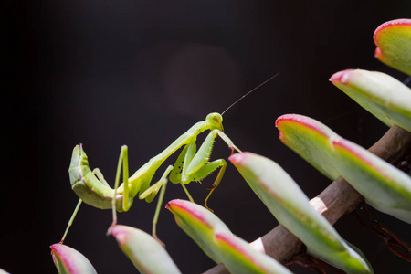 螳螂拳图片大全