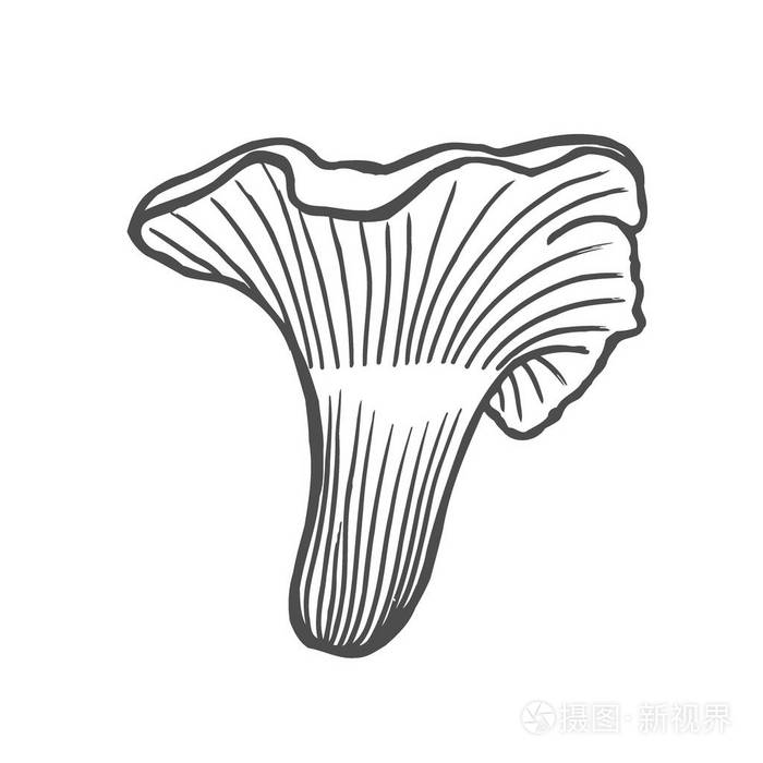 下载小样发票合同问题/举报手绘蘑菇矢量彩色素描.