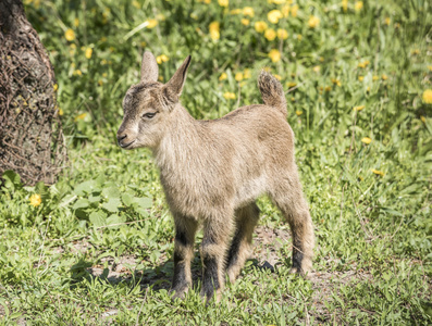 春天的草地上的小 goatling