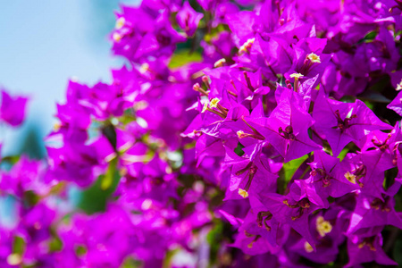 紫色花卉植物 colorfull 背景