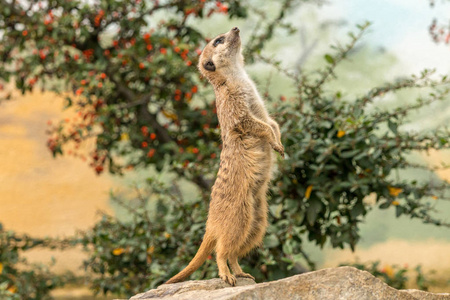 猫鼬站在石头上与绿灌木的背景。哨兵 suricate 监视捕食者