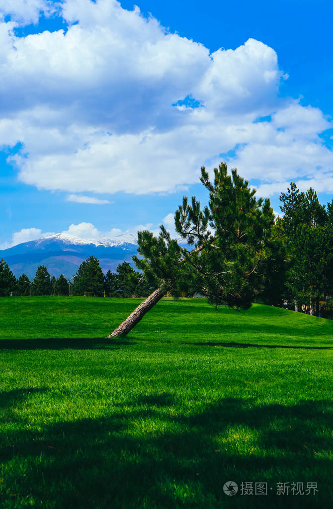 美丽多彩的山草甸景观, 修剪草坪, 松树林, 夏季.