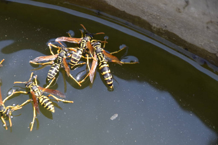 黄蜂从锅里喝水, 在水面上游泳, 不要下沉.照片