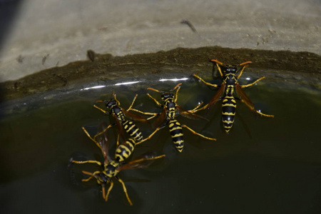 蜜蜂喝水黄蜂从锅里喝水, 在水面上游泳, 不要下沉.照片
