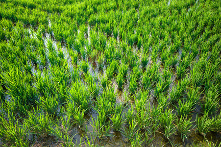 大型水稻种植