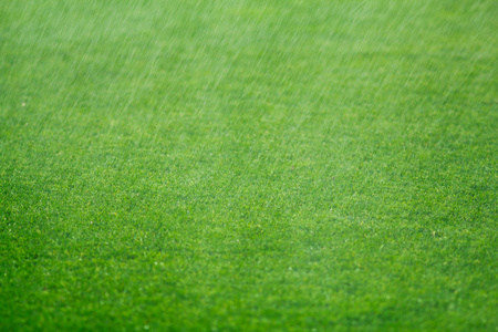 雨水落在鸡蛋花图片