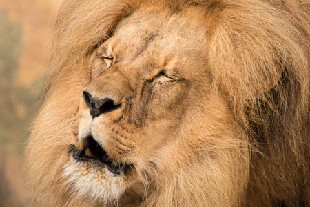 狮子座的脸图片