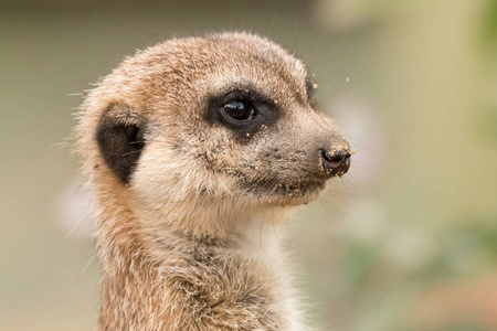 鼻子上有沙子的猫鼬肖像。模糊绿色背景的可爱蓬松 suricate