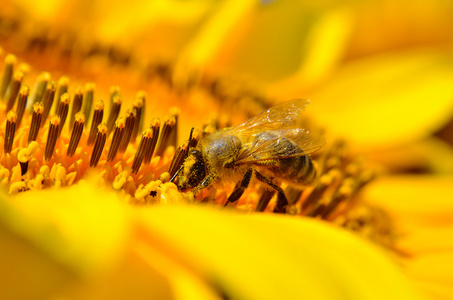蜜蜂收集花蜜在向日葵的花