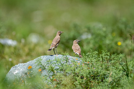 麦穗 Oenantne Isabelina, 雌性和雄鸟站在一块石头旁边
