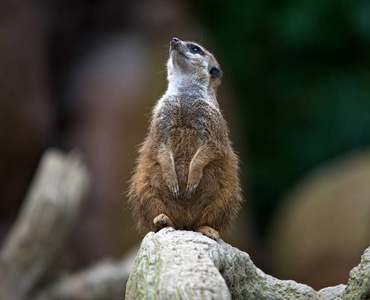 suricato, 狐鼬, 小 carnivoran照片