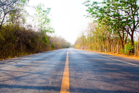 阳光林中的道路浅道夫