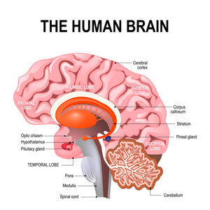 人类的大脑的详细的解剖