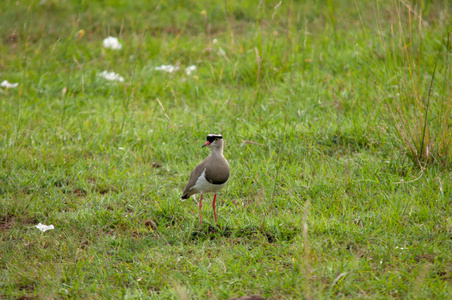 被加冕的田凫, Vanellus coronatus, 国家储备, 肯尼亚, 非洲