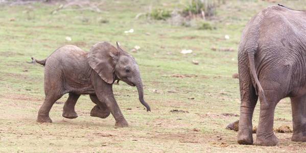 年轻的非洲大象运行