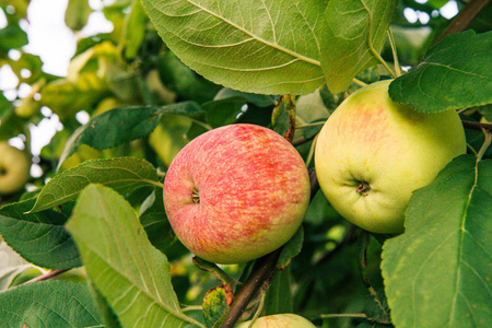 在夏日花园的树枝上, 成熟而绿色的未成熟苹果。景深浅。聚焦红苹果