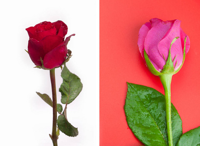 红玫瑰和粉红色的玫瑰被隔离在白色和红色背景