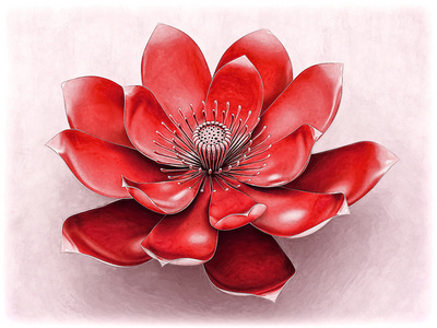 脉轮莲花花橙色照片 正版商用图片0q372z 摄图新视界