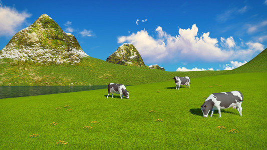 斑驳的奶牛放牧对高寒牧区