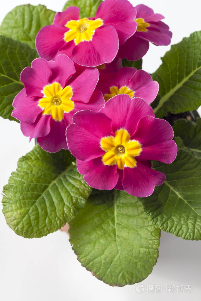 白色背景上的粉红色报春花花卉特写