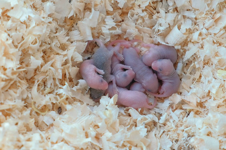 毛老鼠新生的小老鼠在巢里瞎了眼照片