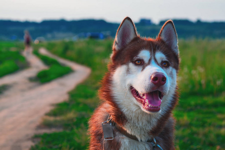 自然景观中的肖像美犬图片