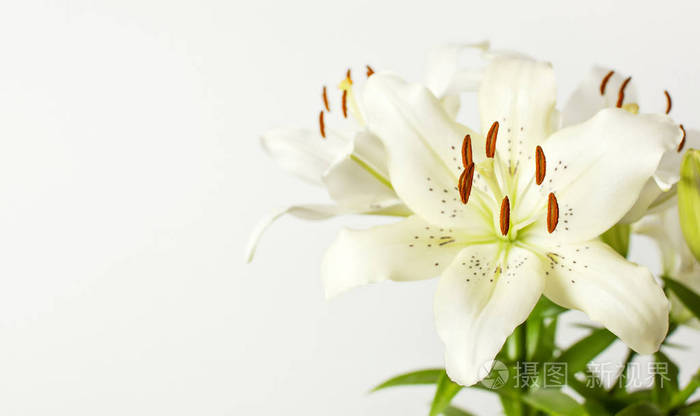 白色的百合花, 在白色的背景下分离.