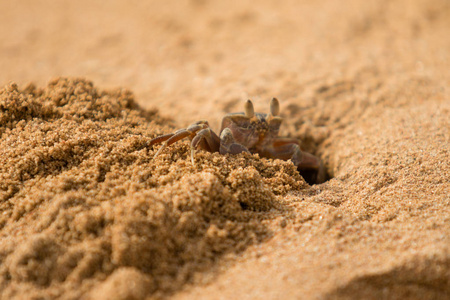 螃蟹洞图片-螃蟹洞素材-螃蟹洞插画-摄图新视界