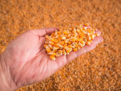 玉米种子在手与桩的成熟玉米种子在背景中