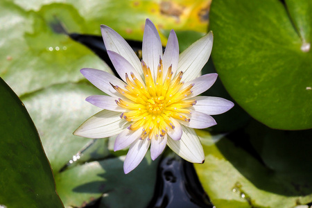 水百合花