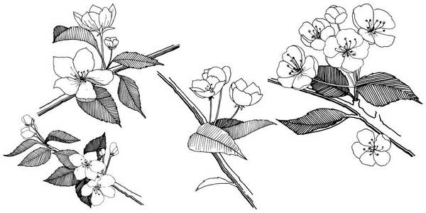 苹果花以矢量风格隔开。植物全名 苹果花。背景纹理包装图案框架或边框的矢量花