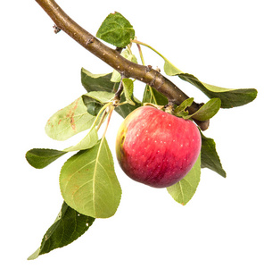 成熟的苹果树枝上图片