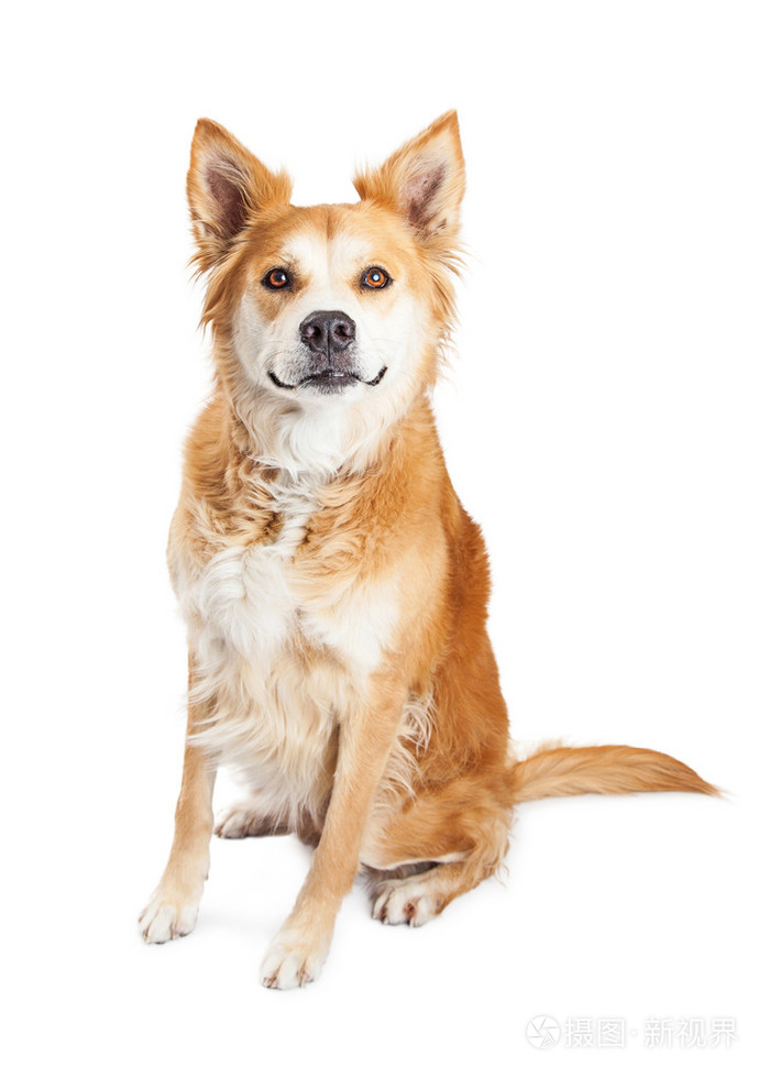 混合的品种黄狗