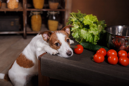 狗繁殖杰克罗素梗犬，食物也在厨房的桌子上