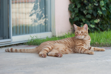 橙色斑猫在露台上放松