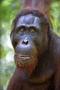 猩猩的特写肖像。