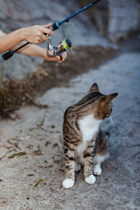 钓鱼竿轮子的猫和渔夫