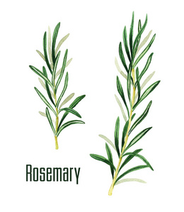 手绘迷迭香图片