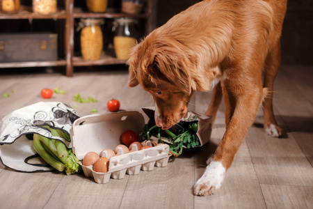 狗新斯科舍省鸭寻回犬，食物是在厨房的桌子上