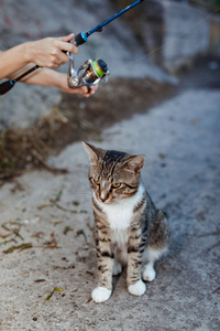 钓鱼竿轮子的猫和渔夫图片