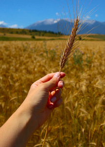 明亮多彩的金色黑麦小穗握在手, 收获的背景。成熟的黄色谷物领域, 斯皮卡在手特写视图
