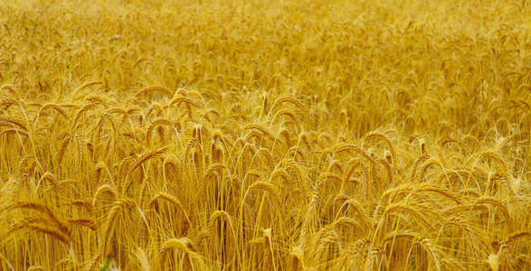 明亮多彩的金色黑麦小穗, 收获的背景。成熟黄色谷物领域, 特写视图