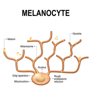 黑素细胞的结构