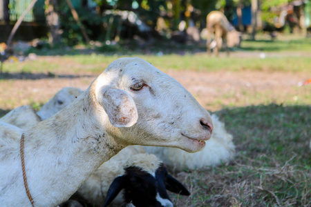 滑稽的绵羊表示 动物食草动物