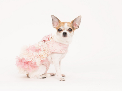 吉娃娃狗穿着一件粉色和白色的衣服