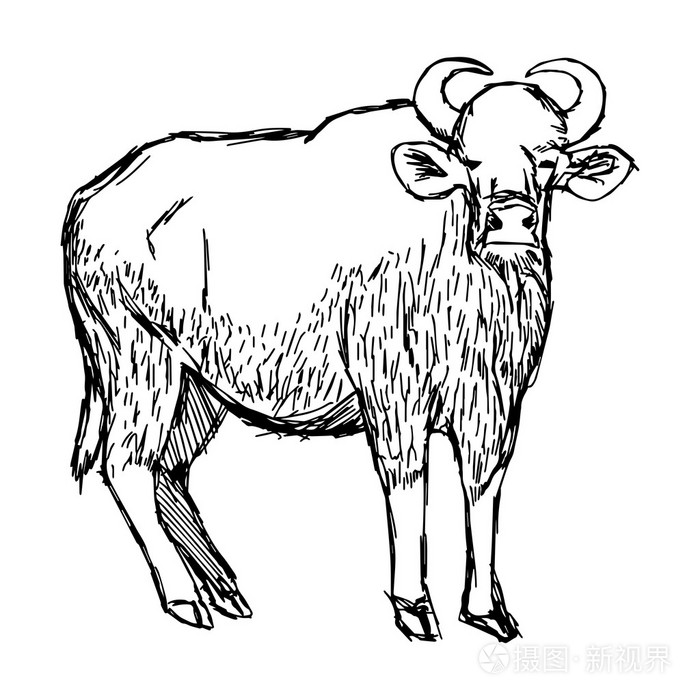 插画矢量手绘涂鸦的孤立的野生雄性野牛