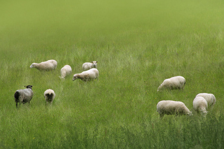 在草原上放牧的羊