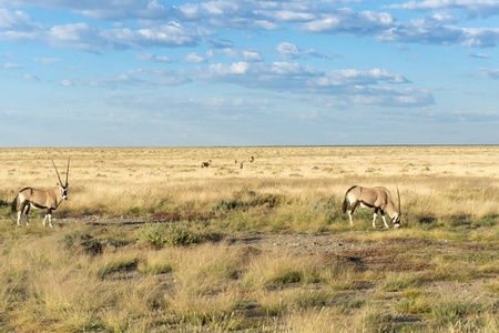 Etosha 国家公园纳米比亚景观中的羚羊