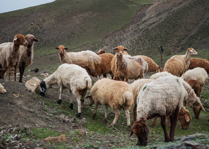 绵羊和山羊奶图片