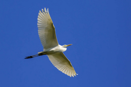 图像的白鹭飞翔在天空中。苍鹭。野生动物